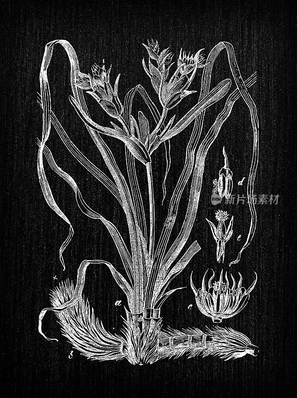 植物学植物古董雕刻插图:Posidonia oceanica(海王星草或地中海绦草)
